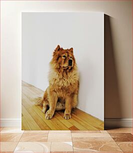 Πίνακας, Fluffy Dog in a Minimalistic Setting Χνουδωτό σκυλί σε μινιμαλιστικό σκηνικό