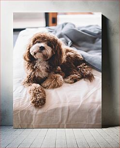 Πίνακας, Fluffy Dog on Bed Χνουδωτό σκυλί στο κρεβάτι
