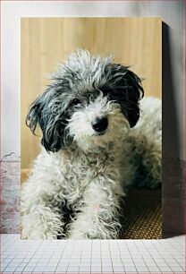 Πίνακας, Fluffy Dog Relaxing Χνουδωτό σκυλί Χαλαρωτικό