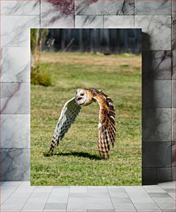 Πίνακας, Flying Barn Owl Flying Barn Owl
