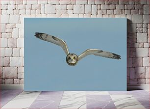 Πίνακας, Flying Owl Ιπτάμενη Κουκουβάγια