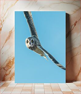Πίνακας, Flying Owl Ιπτάμενη Κουκουβάγια