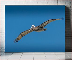 Πίνακας, Flying Pelican Flying Pelican