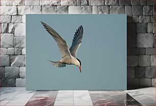 Πίνακας, Flying Seagull Ιπτάμενος Γλάρος