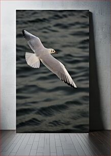Πίνακας, Flying Seagull over Water Πετώντας Γλάρος πάνω από το νερό