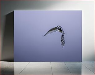 Πίνακας, Flying Snowy Owl Flying Snowy Owl