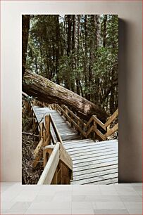 Πίνακας, Forest Boardwalk Forest Boardwalk