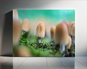 Πίνακας, Forest Mushrooms Close-up Κινηματογράφηση σε πρώτο πλάνο με μανιτάρια του δάσους