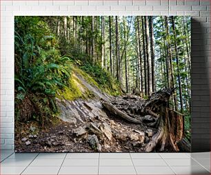 Πίνακας, Forest Trail Δασικό Μονοπάτι