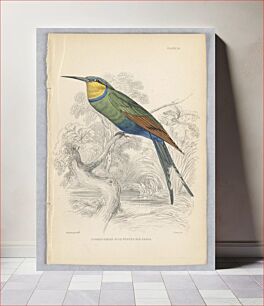 Πίνακας, Fork-Tailed Blue-Vented Bee-Eater, Plate 10 from Birds of Western Africa, William Home Lizars