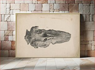 Πίνακας, [Fossil, Fig. 2] / C. Fenderich del. ; P.S. Duval, Lith