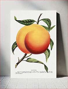 Πίνακας, Foster peach lithograph