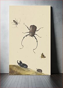 Πίνακας, Four Beetles and a Flying Stink Bug; Nicolaas Struyck (1686-1769)