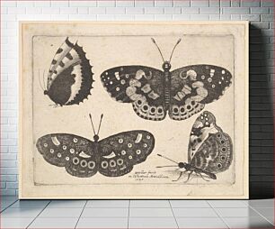 Πίνακας, Four butterflies by Wenceslaus Hollar