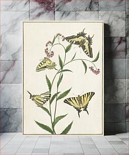 Πίνακας, Four Butterflies on Flowers (1747–1802) by Paulus Knogh