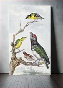 Πίνακας, Four Different Birds on a Branch (ca. 1730–1792) by Aert Schouman