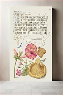 Πίνακας, Four o'Clock, Brown Hairstreak, Herb Robert, and Chanterelle from Mira Calligraphiae Monumenta or The Model Book of Calligraphy (1561–1596) by Georg Bocskay and Joris Hoefnagel