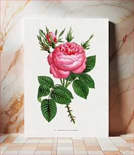 Πίνακας, Four Seasons Rose, vintage flower illustration by François-Frédéric Grobon