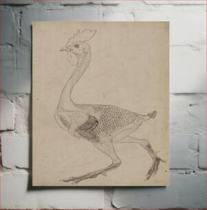 Πίνακας, Fowl Body, Lateral View (Study for key figure to Table X) by George Stubbs