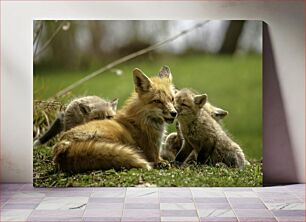 Πίνακας, Fox Family Οικογένεια Fox