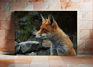 Πίνακας, Fox in Nature Η αλεπού στη φύση