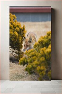 Πίνακας, Fox in the Bushes Αλεπού στους θάμνους