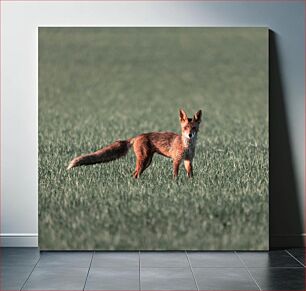 Πίνακας, Fox in the Field Αλεπού στο χωράφι