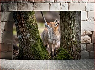 Πίνακας, Fox in the Forest Αλεπού στο δάσος