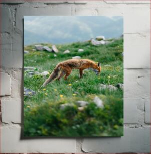 Πίνακας, Fox in the Grass Fox in the Grass