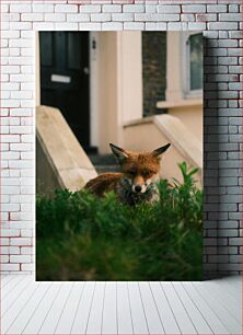 Πίνακας, Fox in the Urban Garden Fox in the Urban Garden