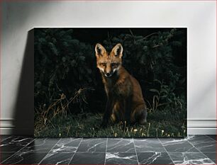 Πίνακας, Fox in the Wild Fox in the Wild