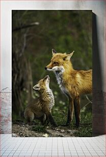 Πίνακας, Fox Mother and Cub Fox Mother and Cub