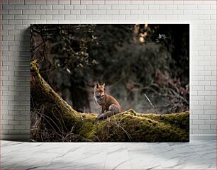 Πίνακας, Fox on a Mossy Tree Trunk Αλεπού σε κορμό δέντρου με ποώδη