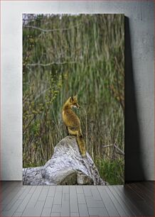Πίνακας, Fox on Fallen Tree Αλεπού στο πεσμένο δέντρο