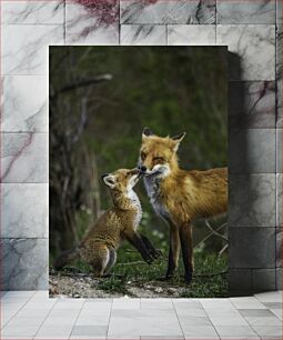 Πίνακας, Foxes in Nature Αλεπούδες στη φύση