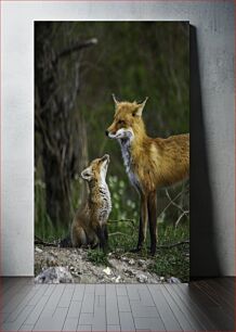 Πίνακας, Foxes in the Wild Αλεπούδες στην άγρια ​​φύση