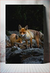 Πίνακας, Foxes in the Wild Αλεπούδες στην άγρια ​​φύση