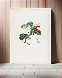 Πίνακας, Framboisier a Fruit rouge (Raspberries), from Traite des Arbres Fruitiers (1807–1835) by P. Jean Turpin