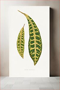 Πίνακας, Francis Lydon leaf illustration
