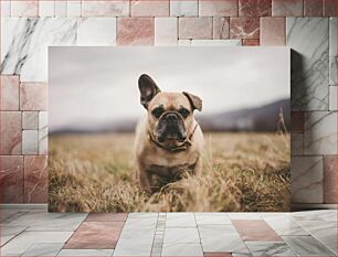 Πίνακας, French Bulldog in a Field Γαλλικό μπουλντόγκ σε ένα χωράφι