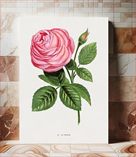 Πίνακας, French rose, vintage flower illustration by François-Frédéric Grobon
