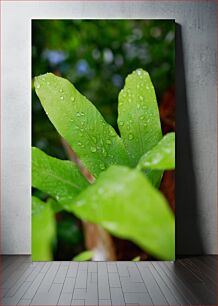 Πίνακας, Fresh Leaves with Dew Φρέσκα φύλλα με δροσιά