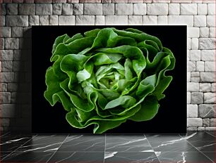 Πίνακας, Fresh Lettuce on Black Background Φρέσκο ​​μαρούλι σε μαύρο φόντο