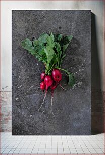 Πίνακας, Freshly Harvested Radishes Φρεσκοκομμένα Ραπανάκια