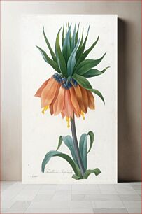 Πίνακας, Fritillaire Imperiale, from Choix Des Plus Belle Fleurs et des Plus Beaux Fruits