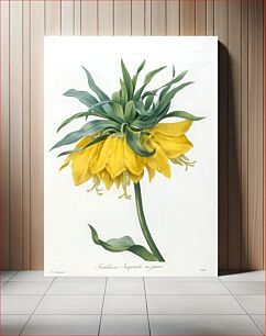Πίνακας, Fritillaire, Imperiale. Var. jaune, from Choix Des Plus Belle Fleurs et des Plus Beaux Fruits