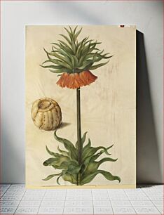 Πίνακας, Fritillaria imperialis (crown emperor) by Maria Sibylla Merian