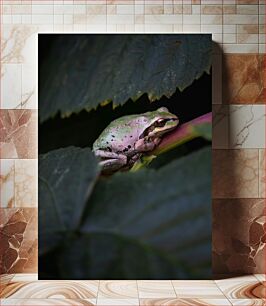 Πίνακας, Frog Among Leaves Βάτραχος Ανάμεσα σε Φύλλα