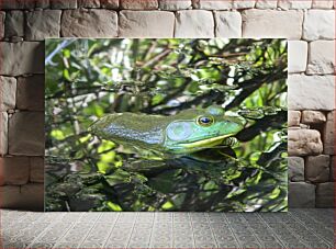 Πίνακας, Frog in Habitat Βάτραχος στον βιότοπο