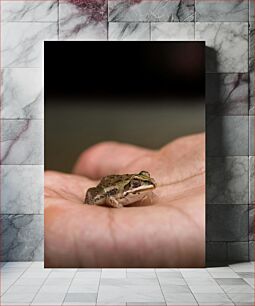 Πίνακας, Frog in Hand Βάτραχος στο χέρι